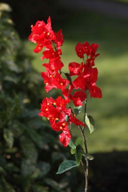 Bougainvillea - Red Sold out