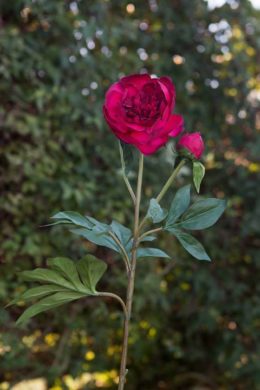 Peony - Red Frilled Petals with Bud