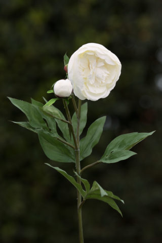 Peony - White -frilled petals with bud sold out