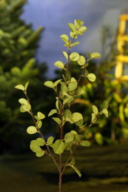 Long branch of Beech leaves