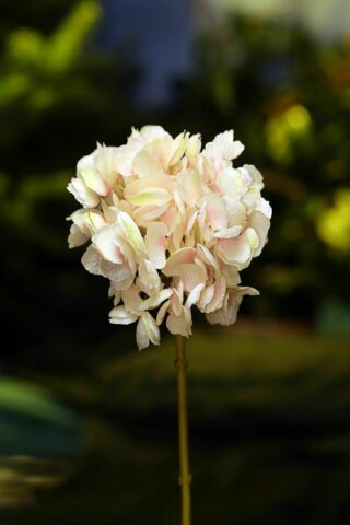 Hydrangea - Short Stem Pale Pink