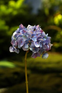 Hydrangea - Short Stem Purple