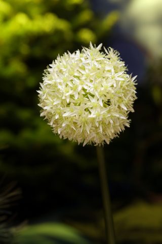 Allium - Ivory