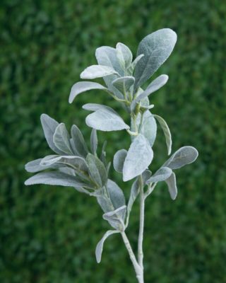 Lambs Ears  Grey Green