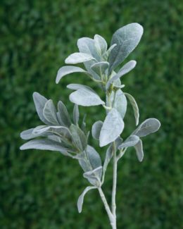 Lambs Ears  Grey Green Sold out