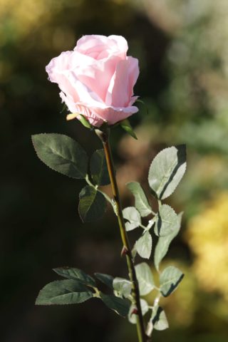 Rose Bud Large - Blush Pink