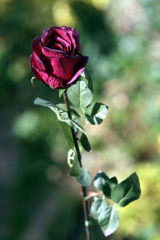 Rose  Bud Large - Dark Red