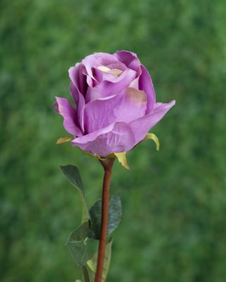 Large Bud Rose