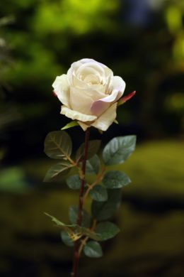 200 Best Rose Bud ✿ ideas