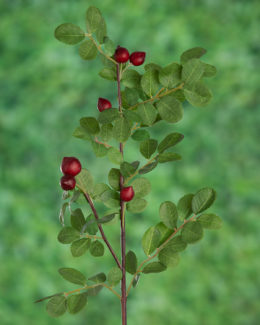 Rose Leaves with red hips
