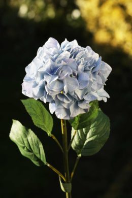 Hydrangea - Light Blue