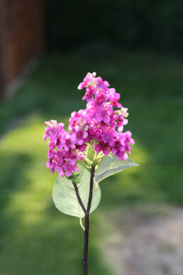 Lilac - Short Stem Dark Pink