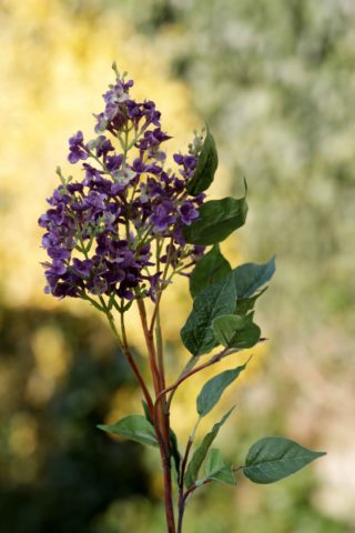 Lilac - Long Stem Mauve