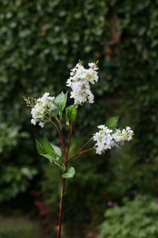 Lilac - Long Stem White - Faux