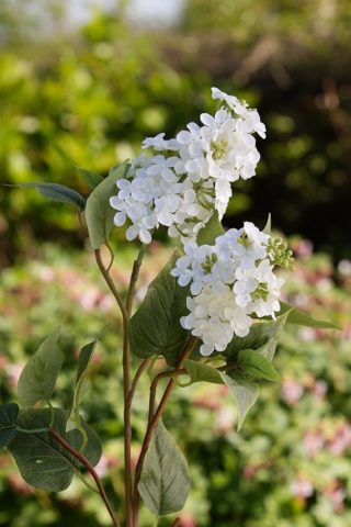 Lilac - Double Headed White