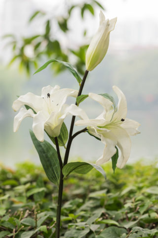 Lily - White 2 Head - real to touch