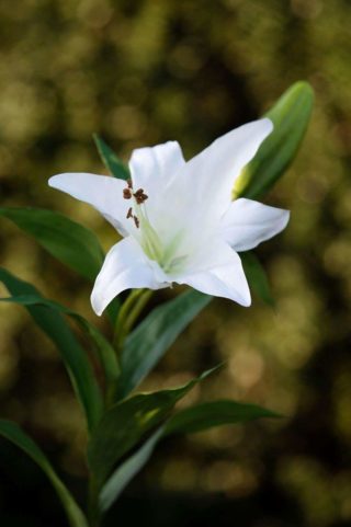Lily White