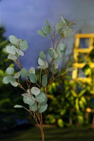 Long branch of Eucalyptus