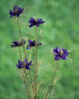 Love in the Mist (Nigella) - Purple