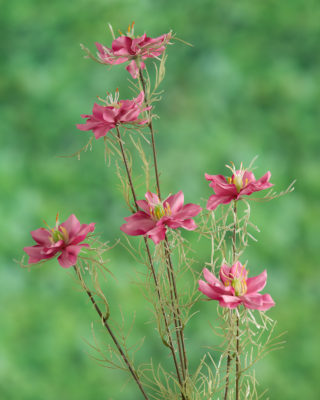 Love in the Mist ( Nigella) - Pink