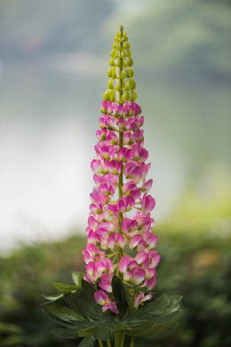 Lupin - Dark Pink