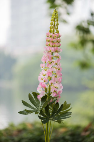 Lupin - Light Pink