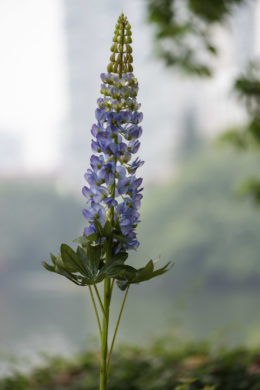 Lupin - Purple