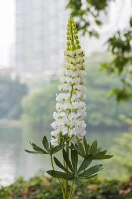 Lupin - White