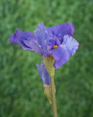 Iris - Mauve - Mezu Silk Flowers