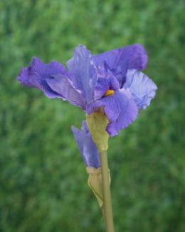 Iris - Mauve
