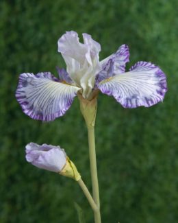 Iris - Lilac