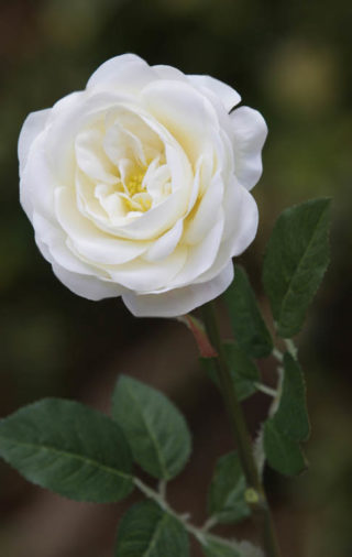 Old English  Med Rose Ivory