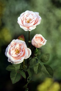 Spray Med Old English Roses x 4 Heads Blush Pink Sold Out