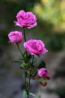 Spray Med Old English Roses x 4 Heads Bright Pink