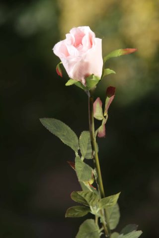 Rose Bud Med  - Blush Pink