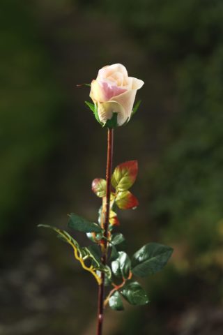 Med Rose Bud - Vintage Pink