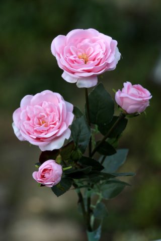 Spray Med Old English  Roses x 4 Heads  Pale Pink