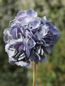 Hydrangea - Dusky Blue   Med