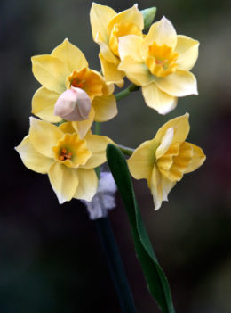 Narcissi - Yellow -  Sorry - out of stock