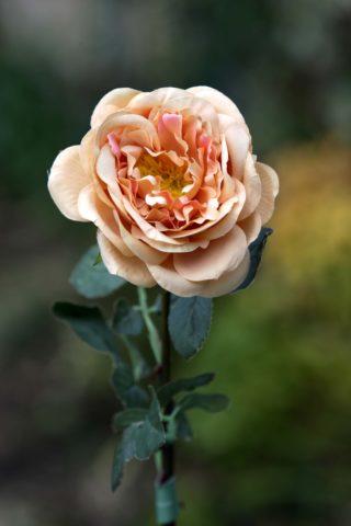 Old English Rose  Single  Apricot