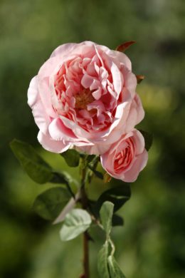 Old English Rose with Bud  Light Pink
