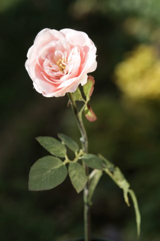 Old English Rose -Med- Blush Pink