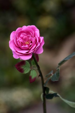 Old English Rose -Med- Bright Pink