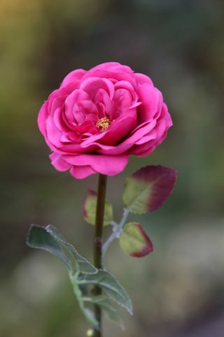 Old English Rose -Med- Dark Pink