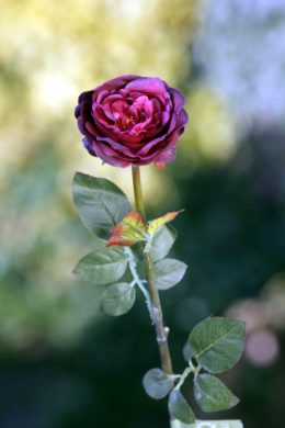 Old English Rose -Med-Dark Red
