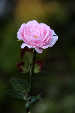 Old English Rose -Med- Pale Pink
