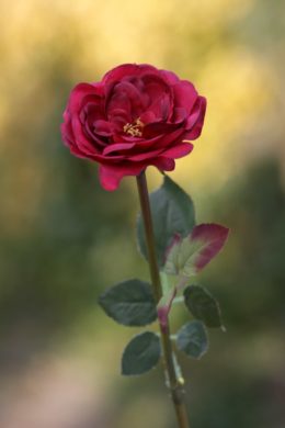 Old English Rose -Med-Red