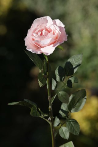 Old English Rose Single Blush Pink