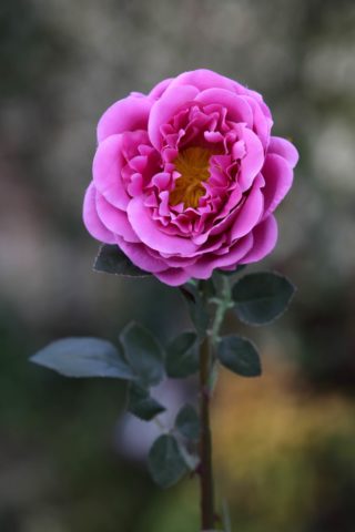 Old English Rose  Single  Bright Pink