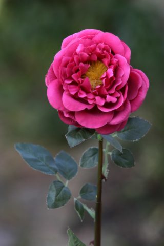 Old English Rose  Single Dark Pink